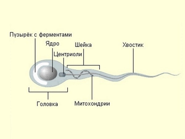 Сперматозоїд