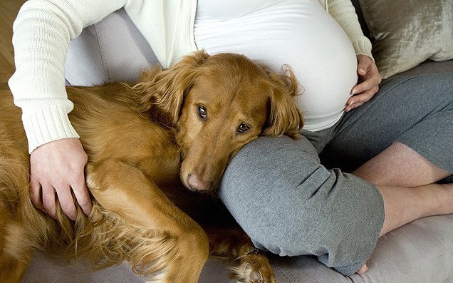 беременные женщины и собака